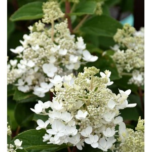 Hydrangea paniculata 'Baby Lace' / Aedhortensia 'Baby Lace'